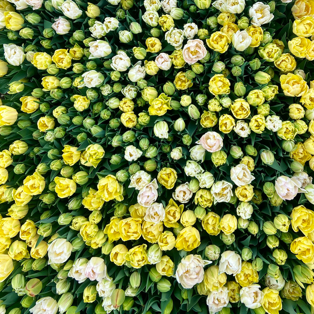 Tulip Subscription