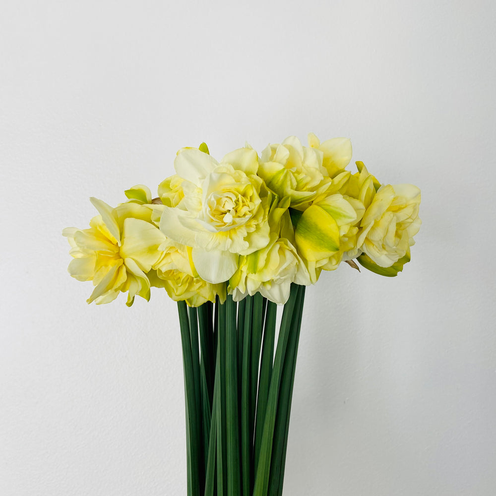 Daffodils (Spring Mix)
