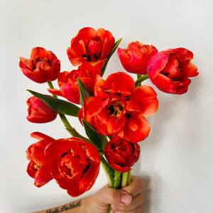 Tulips (Icoon)
